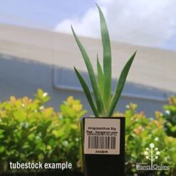 Anigozanthos Big Red - Kangaroo Paw 16 Anigozanthos Big Red - Kangaroo Paw -Plant Sale Store apo big red kangaroo paw tubestock