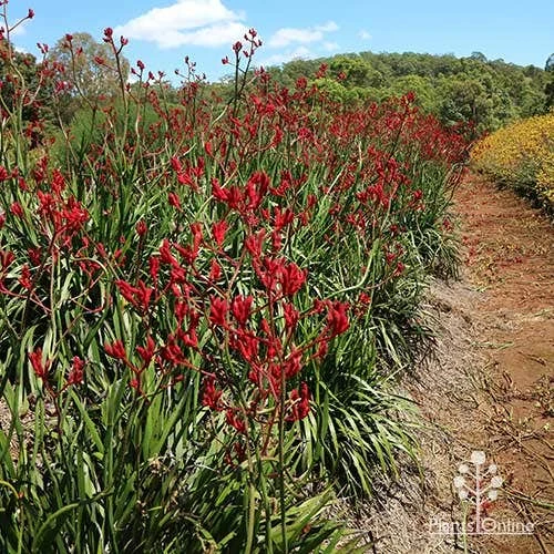 Anigozanthos Big Red - Kangaroo Paw 3 Anigozanthos Big Red - Kangaroo Paw