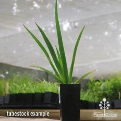 Anigozanthos Big Red - Kangaroo Paw 13 Anigozanthos Big Red - Kangaroo Paw -Plant Sale Store apo big red tubestock