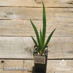 Anigozanthos Big Red - Kangaroo Paw 19 Anigozanthos Big Red - Kangaroo Paw -Plant Sale Store apo big red tubestock 1