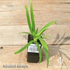 Agapanthus Bingo Blue 14 Agapanthus Bingo Blue -Plant Sale Store apo bingo blue agapanthus tubestock top