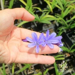 Agapanthus Bingo Blue 16 Agapanthus Bingo Blue -Plant Sale Store apo bingo blue floret size
