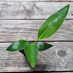 Strelitzia Reginae - Bird Of Paradise -Plant Sale Store apo bird of paradise tubestock top