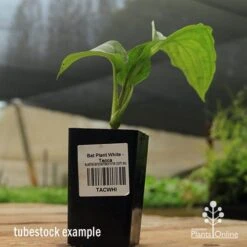 Bat Plant - Tacca 15 Bat Plant - Tacca -Plant Sale Store apo black bat tacca tubestock