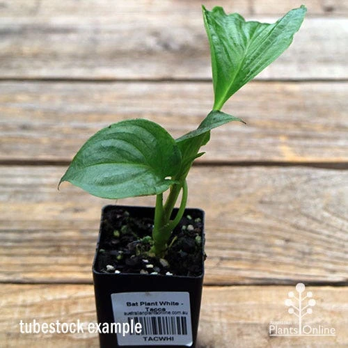 Bat Plant - Tacca 4 Bat Plant - Tacca - Image 2