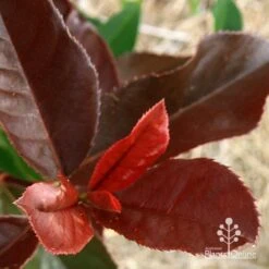 Photinia Black Jack 19 Photinia Black Jack -Plant Sale Store apo black jack photinia colour