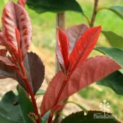 Photinia Black Jack 23 Photinia Black Jack -Plant Sale Store apo black jack photinia new shoot