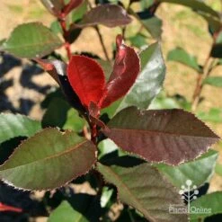 Photinia Black Jack 17 Photinia Black Jack -Plant Sale Store apo black jack photinia winter