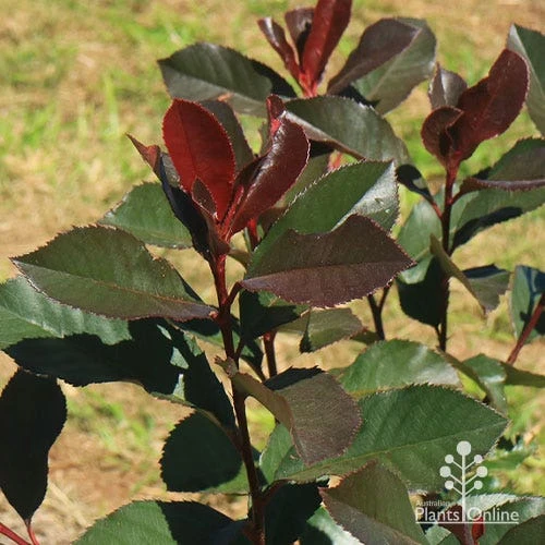 Photinia Black Jack 13 Photinia Black Jack - Image 11