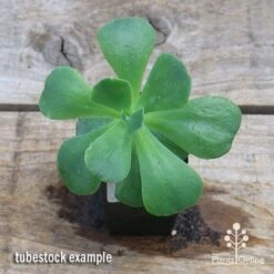 Echeveria Blue Curls - Succulent 13 Echeveria Blue Curls - Succulent -Plant Sale Store apo blue curls tubestock top