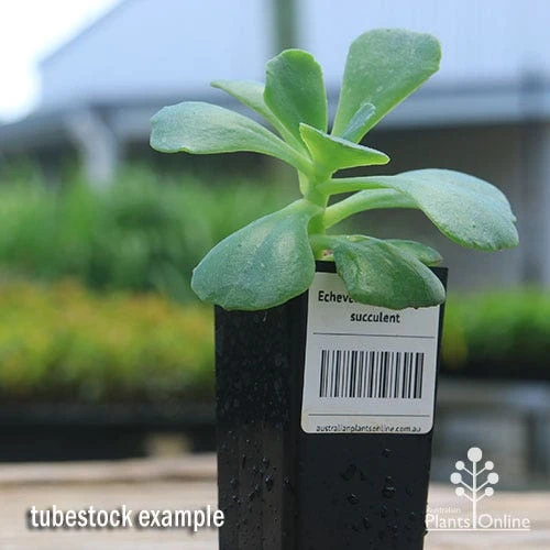 Echeveria Blue Curls - Succulent 4 Echeveria Blue Curls - Succulent - Image 2