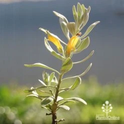 Eremophila Blue Horizon - Emu Bush -Plant Sale Store apo blue horizon eremophila flowers