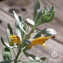 Eremophila Blue Horizon - Emu Bush -Plant Sale Store apo blue horizon flowers