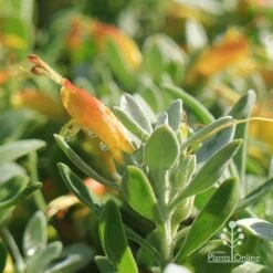Eremophila Blue Horizon - Emu Bush -Plant Sale Store apo blue horizon july