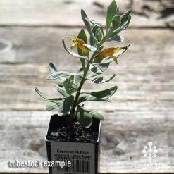 Eremophila Blue Horizon - Emu Bush -Plant Sale Store apo blue horizon tubestock top