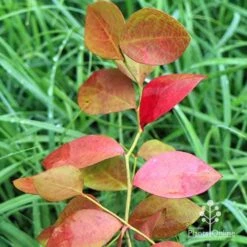 Blueberry Powder Blue 10 Blueberry Powder Blue -Plant Sale Store apo blueberry powder blue autumn