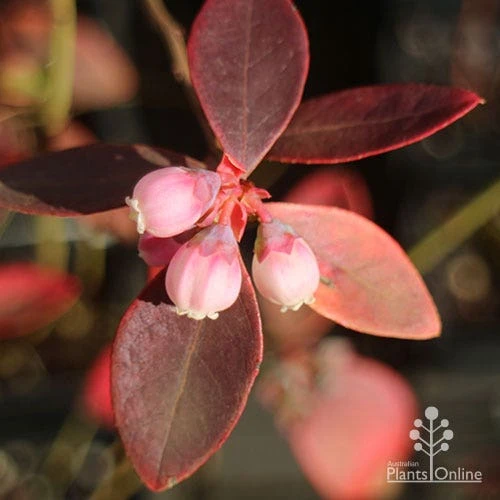 Blueberry Sunshine Blue 7 Blueberry Sunshine Blue - Image 5