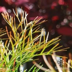 Grevillea Bon Accord 22 Grevillea Bon Accord -Plant Sale Store apo bon accord bronze foliage