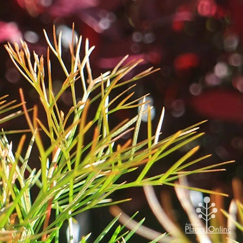 Grevillea Bon Accord 12 Grevillea Bon Accord - Image 10