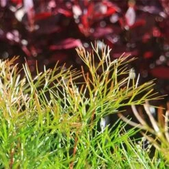 Grevillea Bon Accord 23 Grevillea Bon Accord -Plant Sale Store apo bon accord bronze foliage2