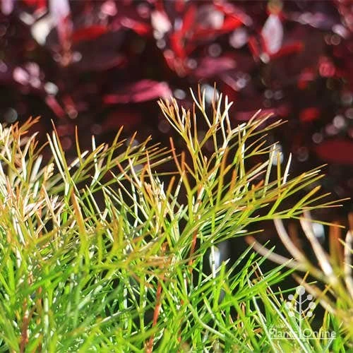 Grevillea Bon Accord 13 Grevillea Bon Accord - Image 11