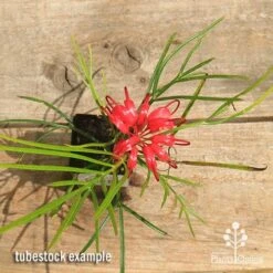 Grevillea Bon Accord 18 Grevillea Bon Accord -Plant Sale Store apo bon accord grevillea tubestock flowering top