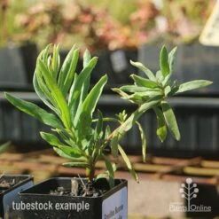 Grevillea Bonnie Prince Charlie 13 Grevillea Bonnie Prince Charlie -Plant Sale Store apo bonnie prince charlie grevillea tubestock