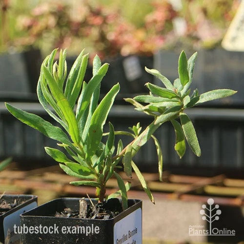 Grevillea Bonnie Prince Charlie 8 Grevillea Bonnie Prince Charlie - Image 6