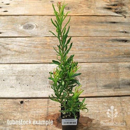 Grevillea Bonnie Prince Charlie 7 Grevillea Bonnie Prince Charlie - Image 5