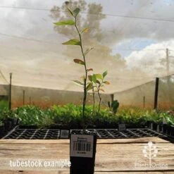 Blueberry Brightwell -Plant Sale Store apo britewell tubestock side