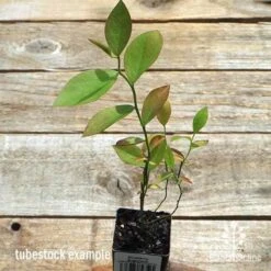 Blueberry Brightwell -Plant Sale Store apo britewell tubestock top