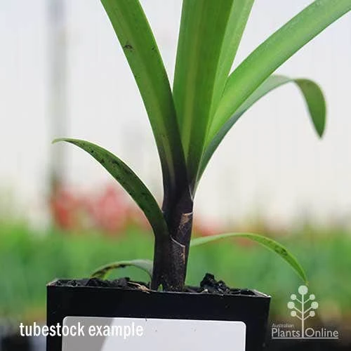 Agapanthus Buccaneer 8 Agapanthus Buccaneer - Image 6