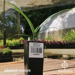 Agapanthus Buccaneer 12 Agapanthus Buccaneer -Plant Sale Store apo buccaneer tubestock side