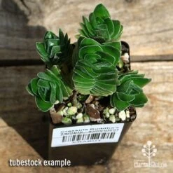 Crassula Buddha’s Temple - Succulent 12 Crassula Buddha’s Temple - Succulent -Plant Sale Store apo buddhas temple cluster above