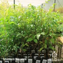 Burdekin Plum - Pleiogynium -Plant Sale Store apo burdekin large