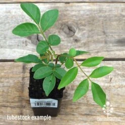 Burdekin Plum - Pleiogynium -Plant Sale Store apo burdekin tubestock top