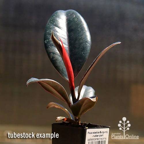 Ficus Elastica Burgundy - Rubber Plant 6 Ficus Elastica Burgundy - Rubber Plant - Image 4