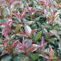 Syzygium Bush Christmas - Lilly Pilly 29 Syzygium Bush Christmas - Lilly Pilly -Plant Sale Store apo bush christmas foliage colour