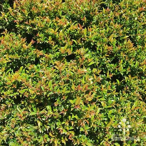 Syzygium Bush Christmas - Lilly Pilly 16 Syzygium Bush Christmas - Lilly Pilly - Image 14