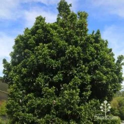 Syzygium Bush Christmas - Lilly Pilly 28 Syzygium Bush Christmas - Lilly Pilly -Plant Sale Store apo bush christmas syzygium nursery