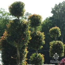 Syzygium Bush Christmas - Lilly Pilly 25 Syzygium Bush Christmas - Lilly Pilly -Plant Sale Store apo bush christmas topiaries