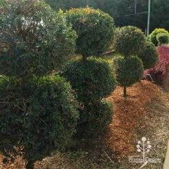 Syzygium Bush Christmas - Lilly Pilly 31 Syzygium Bush Christmas - Lilly Pilly -Plant Sale Store apo bush christmas topiary balls