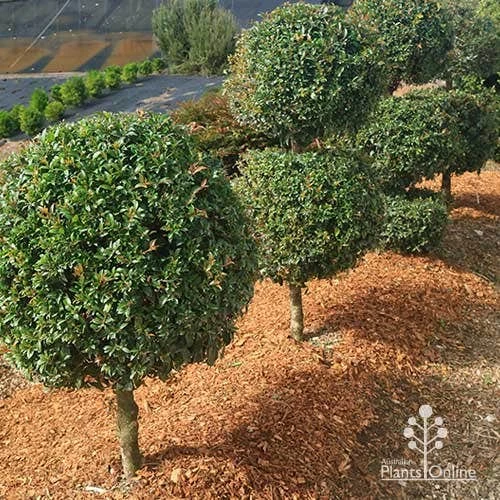 Syzygium Bush Christmas - Lilly Pilly 4 Syzygium Bush Christmas - Lilly Pilly - Image 2