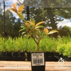 Syzygium Bush Christmas - Lilly Pilly 19 Syzygium Bush Christmas - Lilly Pilly -Plant Sale Store apo bush christmas tubestock