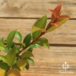 Syzygium Bush Christmas - Lilly Pilly 26 Syzygium Bush Christmas - Lilly Pilly -Plant Sale Store apo bush christmas tubestock colour