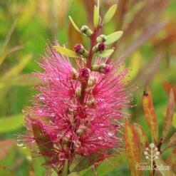 Callistemon Candy Burst 38 Callistemon Candy Burst -Plant Sale Store apo callistemon candy burst autumn