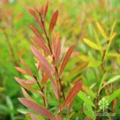Callistemon Candy Burst 30 Callistemon Candy Burst -Plant Sale Store apo callistemon candy burst autumn foliage