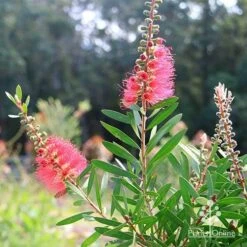Callistemon Candy Burst 41 Callistemon Candy Burst -Plant Sale Store apo callistemon candy burst bush backlit