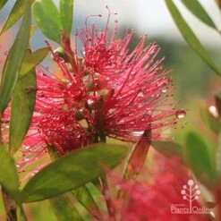 Callistemon Candy Burst 36 Callistemon Candy Burst -Plant Sale Store apo callistemon candy burst dewdrop