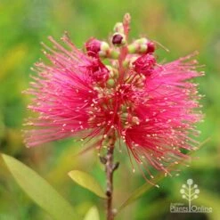 Callistemon Candy Burst 35 Callistemon Candy Burst -Plant Sale Store apo callistemon candy burst flower